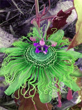 Load image into Gallery viewer, 100 pcs Exotic Passion Fruit Bonsai (Passiflora Incarnata), DIY Potted Plant,Tropical Indoor Flower Plant For Home Garden Bonsai