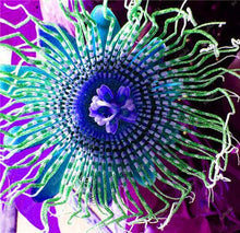 Load image into Gallery viewer, 100 pcs Exotic Passion Fruit Bonsai (Passiflora Incarnata), DIY Potted Plant,Tropical Indoor Flower Plant For Home Garden Bonsai