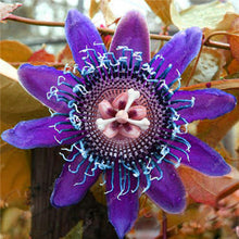 Load image into Gallery viewer, 100 pcs Exotic Passion Fruit Bonsai (Passiflora Incarnata), DIY Potted Plant,Tropical Indoor Flower Plant For Home Garden Bonsai