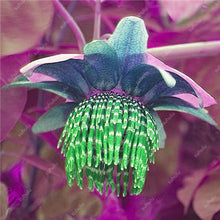 Load image into Gallery viewer, 100 pcs Exotic Passion Fruit Bonsai (Passiflora Incarnata), DIY Potted Plant,Tropical Indoor Flower Plant For Home Garden Bonsai