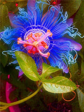 Load image into Gallery viewer, 100 pcs Exotic Passion Fruit Bonsai (Passiflora Incarnata), DIY Potted Plant,Tropical Indoor Flower Plant For Home Garden Bonsai