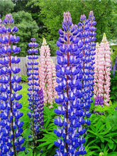 Load image into Gallery viewer, 50 pcs Lupine Flowers Bonsai Garden Balcony Potted Four Seasons Easy To Plant Flowers Grass Bonsai Lupine Spring And Autumn