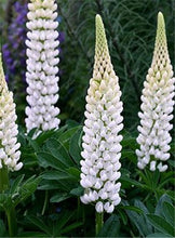Load image into Gallery viewer, 50 pcs Lupine Flowers Bonsai Garden Balcony Potted Four Seasons Easy To Plant Flowers Grass Bonsai Lupine Spring And Autumn