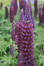 Load image into Gallery viewer, 50 pcs Lupine Flowers Bonsai Garden Balcony Potted Four Seasons Easy To Plant Flowers Grass Bonsai Lupine Spring And Autumn