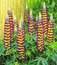 Load image into Gallery viewer, 50 pcs Lupine Flowers Bonsai Garden Balcony Potted Four Seasons Easy To Plant Flowers Grass Bonsai Lupine Spring And Autumn