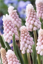Load image into Gallery viewer, 50 pcs Lupine Flowers Bonsai Garden Balcony Potted Four Seasons Easy To Plant Flowers Grass Bonsai Lupine Spring And Autumn
