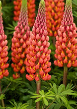Load image into Gallery viewer, 50 pcs Lupine Flowers Bonsai Garden Balcony Potted Four Seasons Easy To Plant Flowers Grass Bonsai Lupine Spring And Autumn