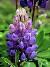 Load image into Gallery viewer, 50 pcs Lupine Flowers Bonsai Garden Balcony Potted Four Seasons Easy To Plant Flowers Grass Bonsai Lupine Spring And Autumn