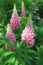 Load image into Gallery viewer, 50 pcs Lupine Flowers Bonsai Garden Balcony Potted Four Seasons Easy To Plant Flowers Grass Bonsai Lupine Spring And Autumn