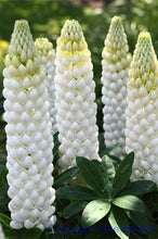 Load image into Gallery viewer, 50 pcs Lupine Flowers Bonsai Garden Balcony Potted Four Seasons Easy To Plant Flowers Grass Bonsai Lupine Spring And Autumn