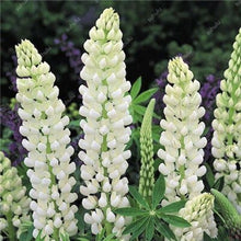 Load image into Gallery viewer, 50 pcs Lupine Flowers Bonsai Garden Balcony Potted Four Seasons Easy To Plant Flowers Grass Bonsai Lupine Spring And Autumn