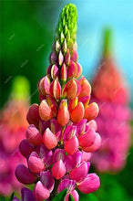 Load image into Gallery viewer, 50 pcs Lupine Flowers Bonsai Garden Balcony Potted Four Seasons Easy To Plant Flowers Grass Bonsai Lupine Spring And Autumn
