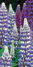 Load image into Gallery viewer, 50 pcs Lupine Flowers Bonsai Garden Balcony Potted Four Seasons Easy To Plant Flowers Grass Bonsai Lupine Spring And Autumn