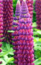 Load image into Gallery viewer, 50 pcs Lupine Flowers Bonsai Garden Balcony Potted Four Seasons Easy To Plant Flowers Grass Bonsai Lupine Spring And Autumn