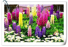 Load image into Gallery viewer, 50 pcs Lupine Flowers Bonsai Garden Balcony Potted Four Seasons Easy To Plant Flowers Grass Bonsai Lupine Spring And Autumn
