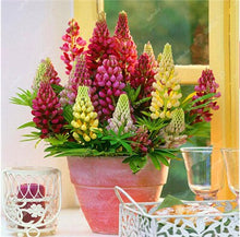 Load image into Gallery viewer, 50 pcs Lupine Flowers Bonsai Garden Balcony Potted Four Seasons Easy To Plant Flowers Grass Bonsai Lupine Spring And Autumn