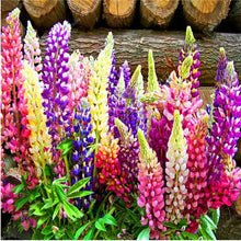 Load image into Gallery viewer, 50 pcs Lupine Flowers Bonsai Garden Balcony Potted Four Seasons Easy To Plant Flowers Grass Bonsai Lupine Spring And Autumn