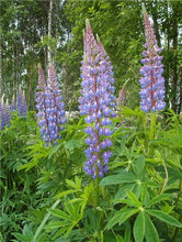 Load image into Gallery viewer, 50 pcs Lupine Flowers Bonsai Garden Balcony Potted Four Seasons Easy To Plant Flowers Grass Bonsai Lupine Spring And Autumn