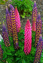 Load image into Gallery viewer, 50 pcs Lupine Flowers Bonsai Garden Balcony Potted Four Seasons Easy To Plant Flowers Grass Bonsai Lupine Spring And Autumn