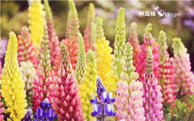 Load image into Gallery viewer, 50 pcs Lupine Flowers Bonsai Garden Balcony Potted Four Seasons Easy To Plant Flowers Grass Bonsai Lupine Spring And Autumn