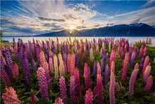 Load image into Gallery viewer, 50 pcs Lupine Flowers Bonsai Garden Balcony Potted Four Seasons Easy To Plant Flowers Grass Bonsai Lupine Spring And Autumn