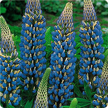 Load image into Gallery viewer, 50 pcs Lupine Flowers Bonsai Garden Balcony Potted Four Seasons Easy To Plant Flowers Grass Bonsai Lupine Spring And Autumn