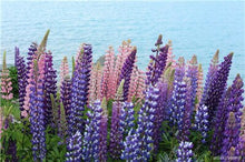 Load image into Gallery viewer, 50 pcs Lupine Flowers Bonsai Garden Balcony Potted Four Seasons Easy To Plant Flowers Grass Bonsai Lupine Spring And Autumn