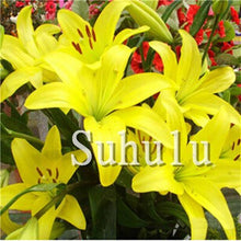 Load image into Gallery viewer, Loss Promotion!100Pcs Double lily flower plants indoor potted flower pot ball perfume lily Bonsai,Natural Growth for Home Garden