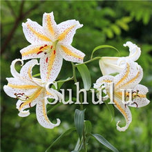 Load image into Gallery viewer, Loss Promotion!100Pcs Double lily flower plants indoor potted flower pot ball perfume lily Bonsai,Natural Growth for Home Garden
