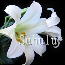 Load image into Gallery viewer, Loss Promotion!100Pcs Double lily flower plants indoor potted flower pot ball perfume lily Bonsai,Natural Growth for Home Garden