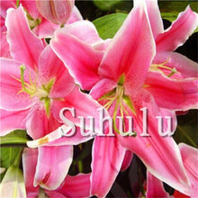 Load image into Gallery viewer, Loss Promotion!100Pcs Double lily flower plants indoor potted flower pot ball perfume lily Bonsai,Natural Growth for Home Garden