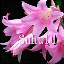 Load image into Gallery viewer, Loss Promotion!100Pcs Double lily flower plants indoor potted flower pot ball perfume lily Bonsai,Natural Growth for Home Garden