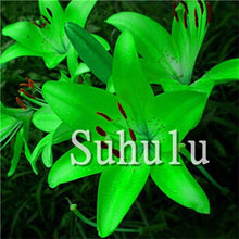 Load image into Gallery viewer, Loss Promotion!100Pcs Double lily flower plants indoor potted flower pot ball perfume lily Bonsai,Natural Growth for Home Garden