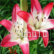 Load image into Gallery viewer, Loss Promotion!100Pcs Double lily flower plants indoor potted flower pot ball perfume lily Bonsai,Natural Growth for Home Garden