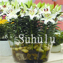 Load image into Gallery viewer, Loss Promotion!100Pcs Double lily flower plants indoor potted flower pot ball perfume lily Bonsai,Natural Growth for Home Garden