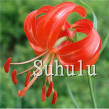 Load image into Gallery viewer, Loss Promotion!100Pcs Double lily flower plants indoor potted flower pot ball perfume lily Bonsai,Natural Growth for Home Garden