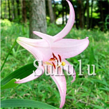 Load image into Gallery viewer, Loss Promotion!100Pcs Double lily flower plants indoor potted flower pot ball perfume lily Bonsai,Natural Growth for Home Garden