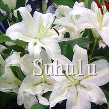 Load image into Gallery viewer, Loss Promotion!100Pcs Double lily flower plants indoor potted flower pot ball perfume lily Bonsai,Natural Growth for Home Garden