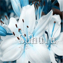 Load image into Gallery viewer, Loss Promotion!100Pcs Double lily flower plants indoor potted flower pot ball perfume lily Bonsai,Natural Growth for Home Garden