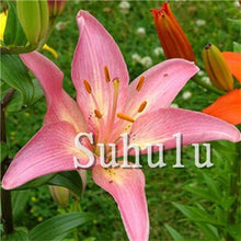 Load image into Gallery viewer, Loss Promotion!100Pcs Double lily flower plants indoor potted flower pot ball perfume lily Bonsai,Natural Growth for Home Garden