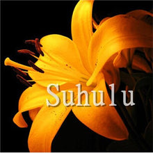 Load image into Gallery viewer, Loss Promotion!100Pcs Double lily flower plants indoor potted flower pot ball perfume lily Bonsai,Natural Growth for Home Garden