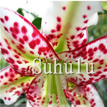 Load image into Gallery viewer, Loss Promotion!100Pcs Double lily flower plants indoor potted flower pot ball perfume lily Bonsai,Natural Growth for Home Garden