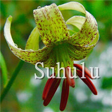 Load image into Gallery viewer, Loss Promotion!100Pcs Double lily flower plants indoor potted flower pot ball perfume lily Bonsai,Natural Growth for Home Garden