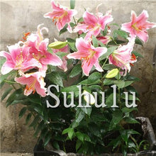 Load image into Gallery viewer, Loss Promotion!100Pcs Double lily flower plants indoor potted flower pot ball perfume lily Bonsai,Natural Growth for Home Garden