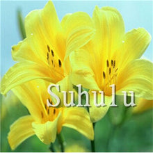 Load image into Gallery viewer, Loss Promotion!100Pcs Double lily flower plants indoor potted flower pot ball perfume lily Bonsai,Natural Growth for Home Garden