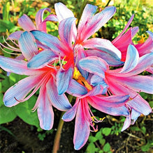 Load image into Gallery viewer, Loss Promotion!100Pcs Double lily flower plants indoor potted flower pot ball perfume lily Bonsai,Natural Growth for Home Garden