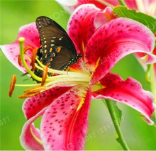 Load image into Gallery viewer, Loss Promotion!100Pcs Double lily flower plants indoor potted flower pot ball perfume lily Bonsai,Natural Growth for Home Garden