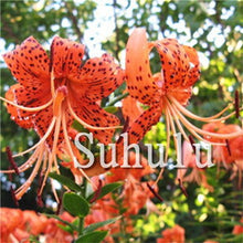 Load image into Gallery viewer, Loss Promotion!100Pcs Double lily flower plants indoor potted flower pot ball perfume lily Bonsai,Natural Growth for Home Garden