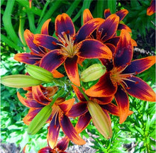 Load image into Gallery viewer, Loss Promotion!100Pcs Double lily flower plants indoor potted flower pot ball perfume lily Bonsai,Natural Growth for Home Garden