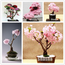 Load image into Gallery viewer, 10 Pcs Mini Sakura Bonsai Flower Cherry Blossoms Tree Like Azalea Flower Rhododendron Bonsai Plants For Home & Garden Bonsai